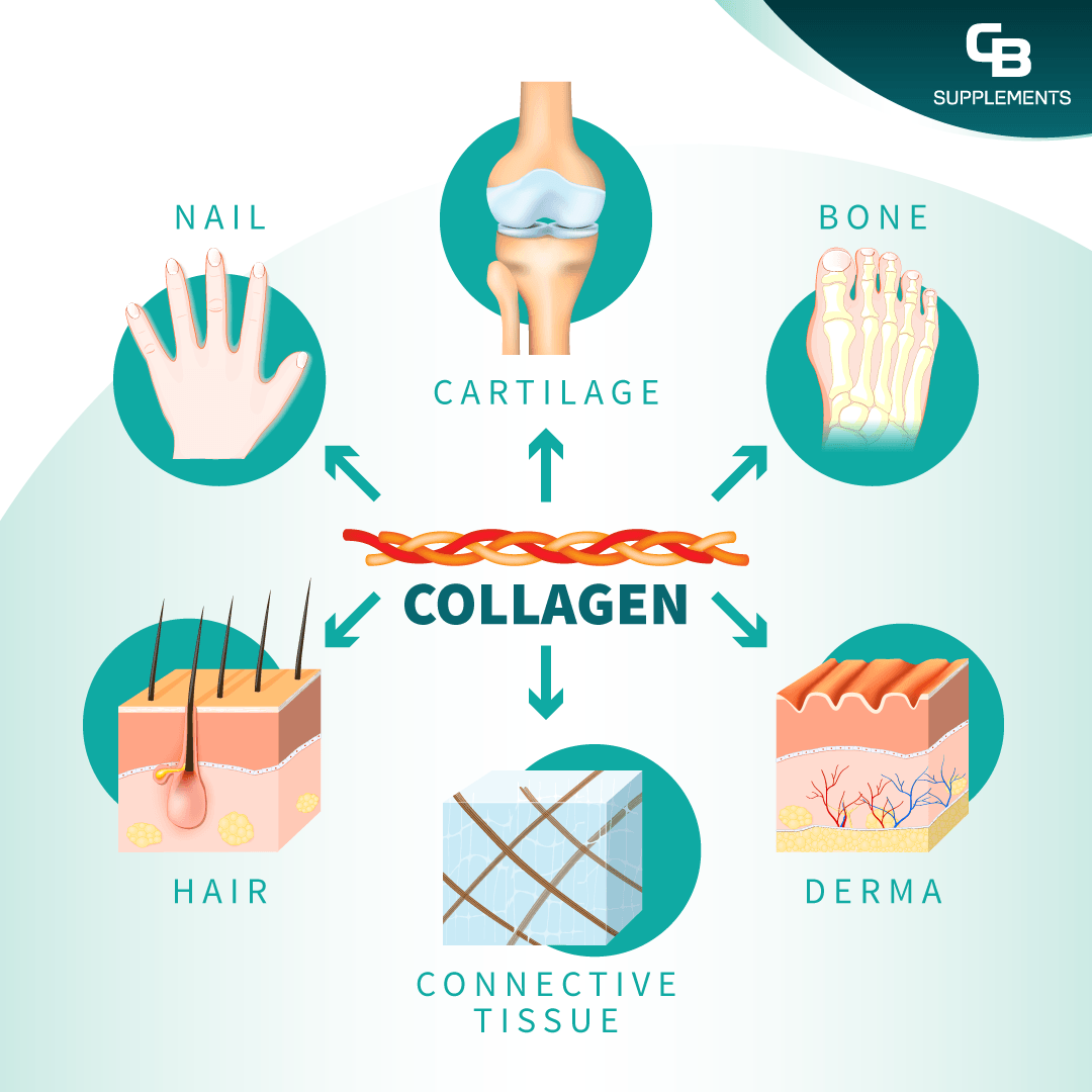 collagen-benefits-illustration-cb-supplements