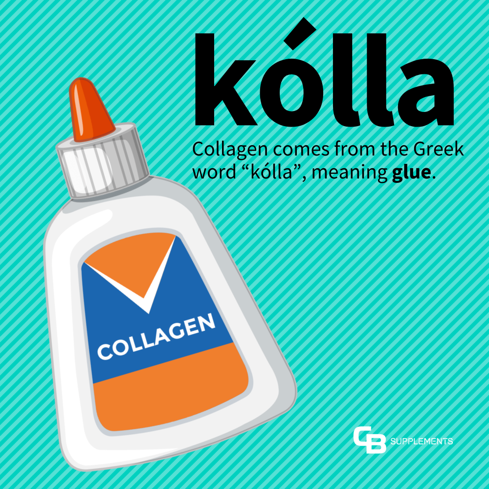 collagen-word-meaning-greek-kólla-glue